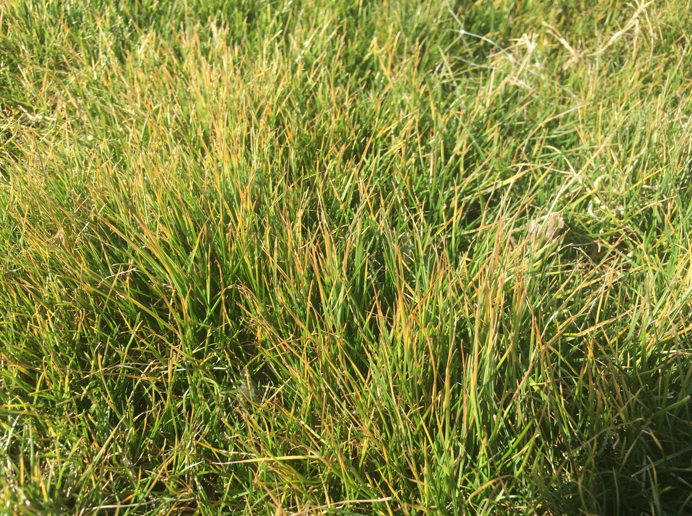 A close-up of unhealthy, yellowing grass, a symptom of pest infestation treated by Pinkston's Turf Services in Tulsa, OK.
