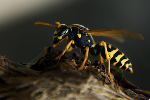 A close-up view of a wasp, a common stinging pest managed by Arizona Pest Control in Tucson, AZ.