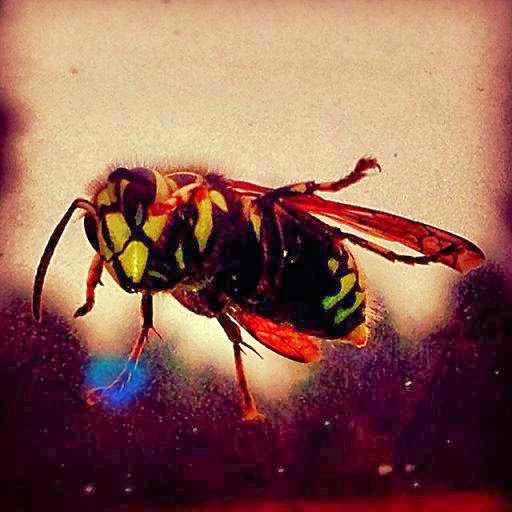 A close-up of a wasp, representing insect extermination services by Bohmz Pest Services in Janesville, WI.