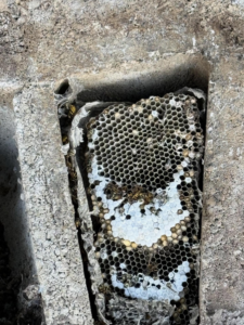 A close-up view of a wasp nest with active wasps inside a concrete structure, handled by BAM Pest Control in Sandy, UT.
