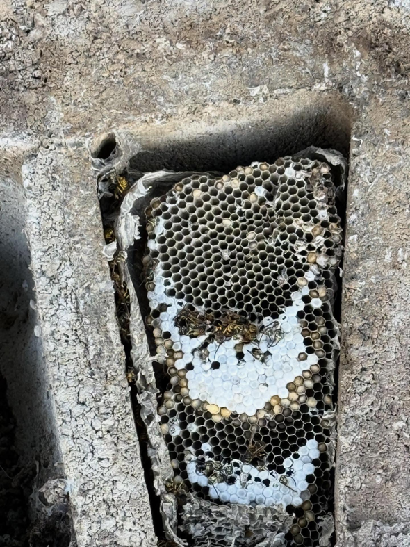 A close-up view of a wasp nest with active wasps inside a concrete structure, handled by BAM Pest Control in Sandy, UT.