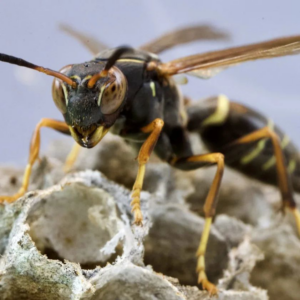 An extreme close-up of a wasp on its nest, highlighting the detail of a pest handled by Runnin'Bugz Lawn Care and Pest Solutions in Syracuse, NY.