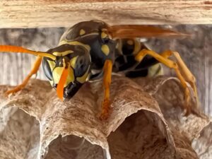 A close-up view of a wasp on its nest, indicating a pest issue for Wilkinson Pest Control in Nampa, ID.