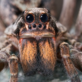 A close-up view of a wolf spider, a common pest handled by Fearless Exterminator in Miami, FL