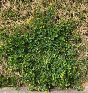 A patch of clover weeds with yellow flowers growing in a lawn, a common target for weed control by Horizon Pest Control in Carlsbad, NM.