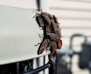 A cluster of red and black boxelder bugs gathered on a white surface, indicating a pest issue for Spectrum Pest Control Eco-Tech LLC in Kenosha, WI.