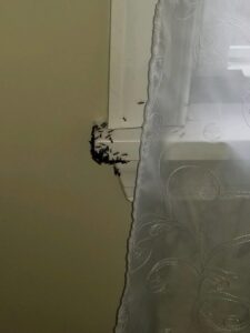 A visible cluster of ants gathered on a window sill, indicating a pest infestation for Optimum Pest Pros, LLC. in Canandaigua, NY.