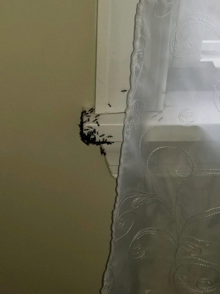 A visible cluster of ants gathered on a window sill, indicating a pest infestation for Optimum Pest Pros, LLC. in Canandaigua, NY.