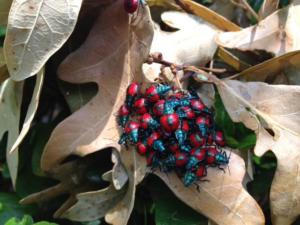 A cluster of red and blue insects on dry leaves, representing pests controlled by Hickman's Termite & Pest Control in Richmond, VA.
