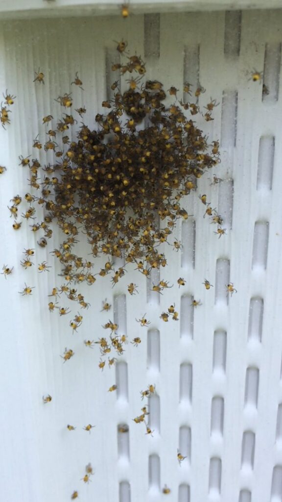 A large cluster of small spiderlings on white house siding, indicating a spider infestation for Southern Tier Professional Pest Control Inc. in Randolph, NY.