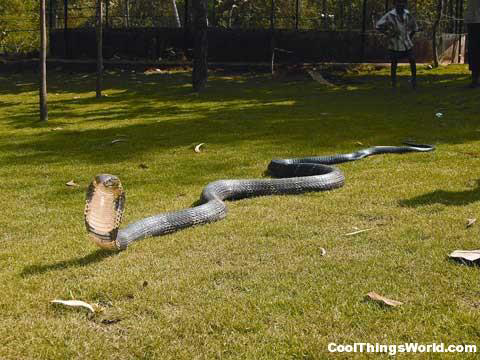 A large cobra on a green lawn, indicating a wildlife control need for Bug Stop Pest Control in Oklahoma City, OK.