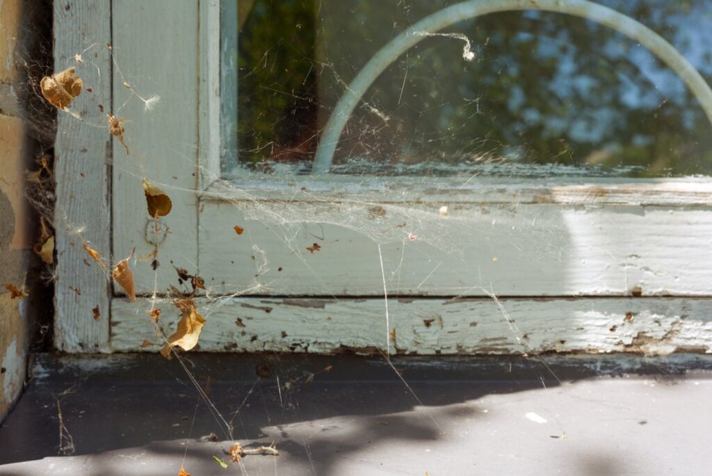 Thick cobwebs and dead leaves on an old window frame, showing a spider infestation that Ares Pest Control in Biddeford, ME can resolve.
