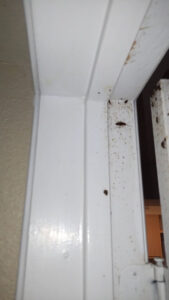 A close-up view of a cockroach and pest droppings on a door frame, indicating a pest control need in Tucson, AZ by Termagon.