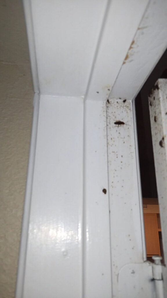 A close-up view of a cockroach and pest droppings on a door frame, indicating a pest control need in Tucson, AZ by Termagon.