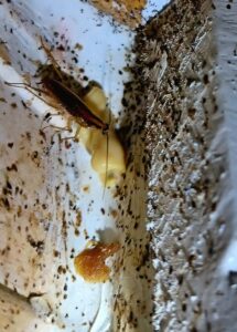 A cockroach near bait and droppings, indicating a pest control treatment by Rat King Pest Control in San Antonio, TX.