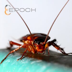 A close-up of a cockroach, a common pest handled by Epoch Pest Solutions in Oklahoma City, OK.