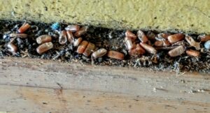 A close-up of numerous cockroach egg casings (oothecae) along a baseboard, indicating an infestation for Ampulex Environmental Solutions in Oxford, OH.