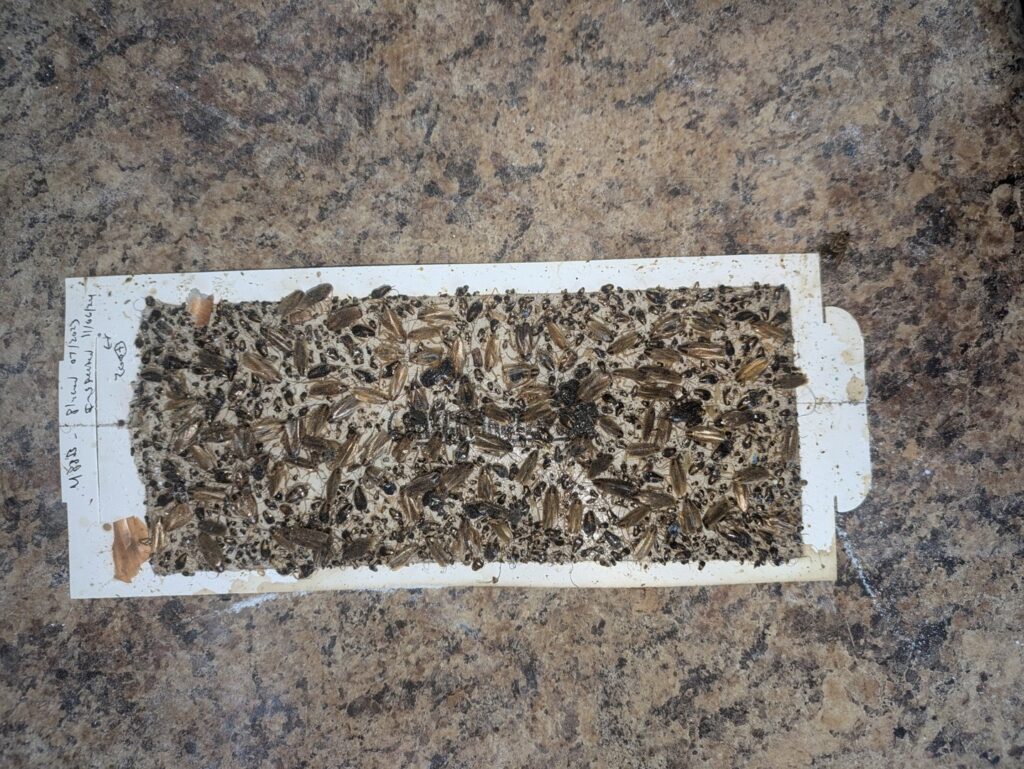A glue trap covered with numerous dead cockroaches, demonstrating successful pest control by Ampulex Environmental Solutions in Oxford, OH.