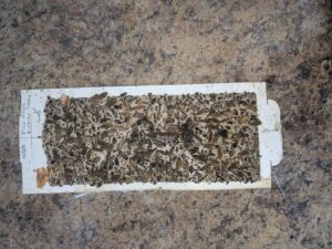 A glue trap covered with numerous dead cockroaches, demonstrating successful pest control by Ampulex Environmental Solutions in Oxford, OH.