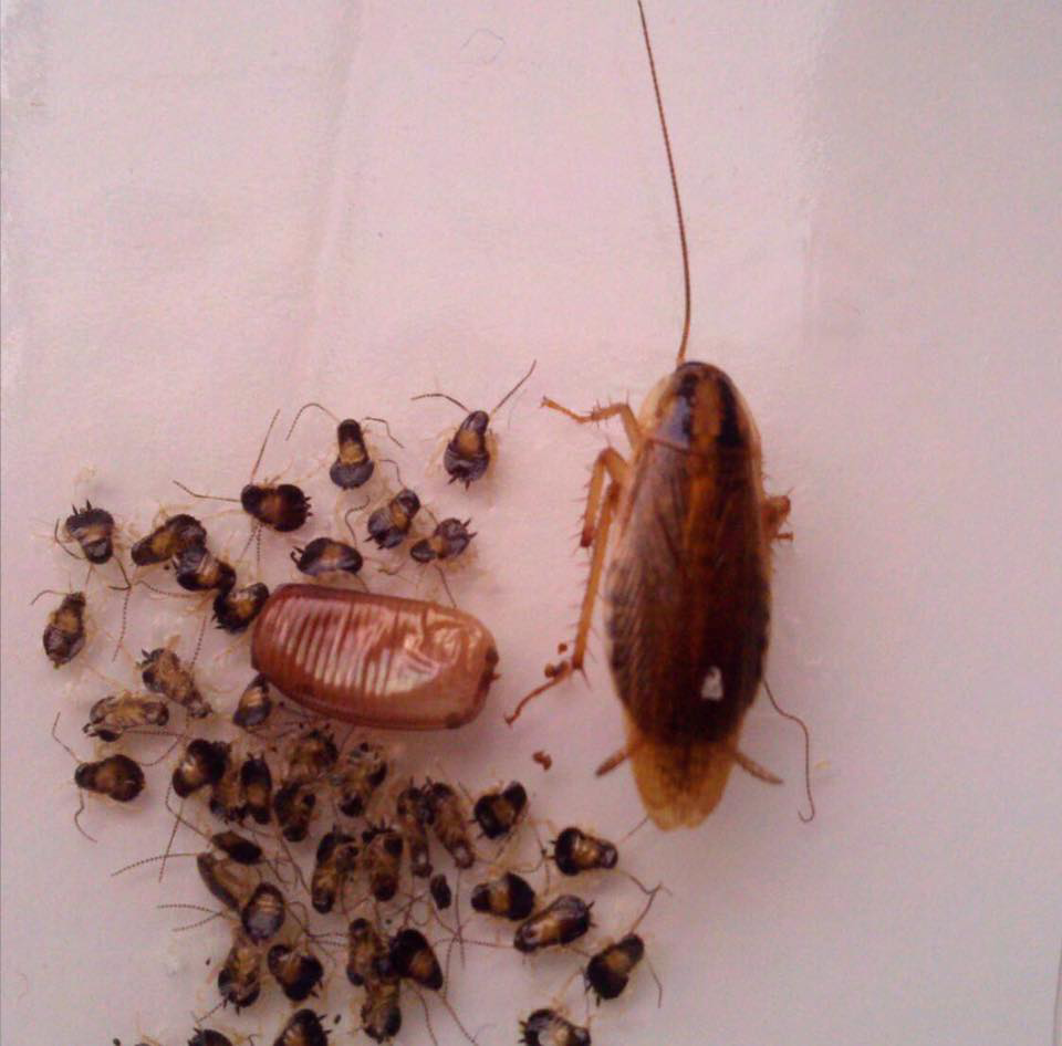 An adult cockroach with nymphs and an egg casing, showing a severe infestation that Bugstoppers Pest Control can handle in Elizabeth, NJ.