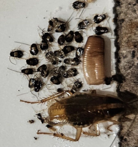An image showing a cockroach infestation with adults, nymphs, and an egg casing, handled by Sunny Day Pest Control in Pine Bluff, AR.