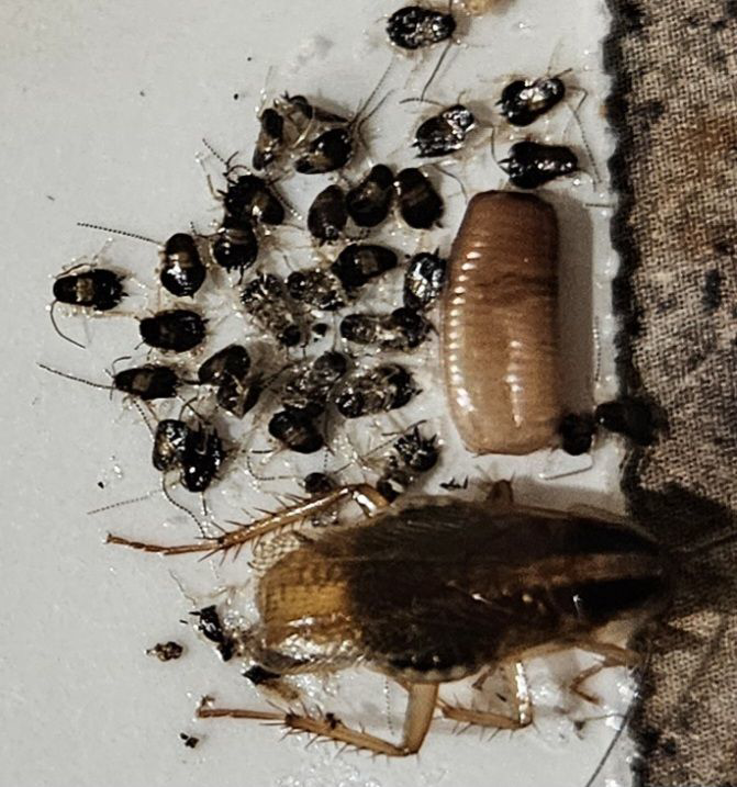An image showing a cockroach infestation with adults, nymphs, and an egg casing, handled by Sunny Day Pest Control in Pine Bluff, AR.