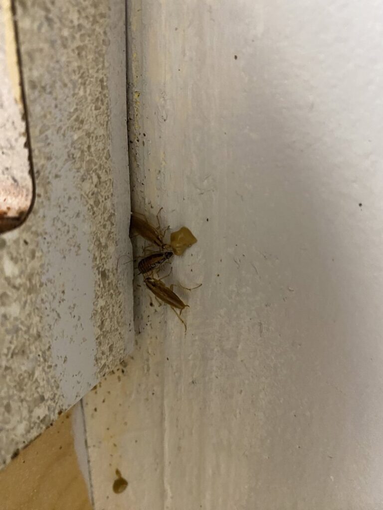 Multiple cockroaches gathered in a corner, indicating an infestation handled by General Pest Solutions in Summerville, SC.