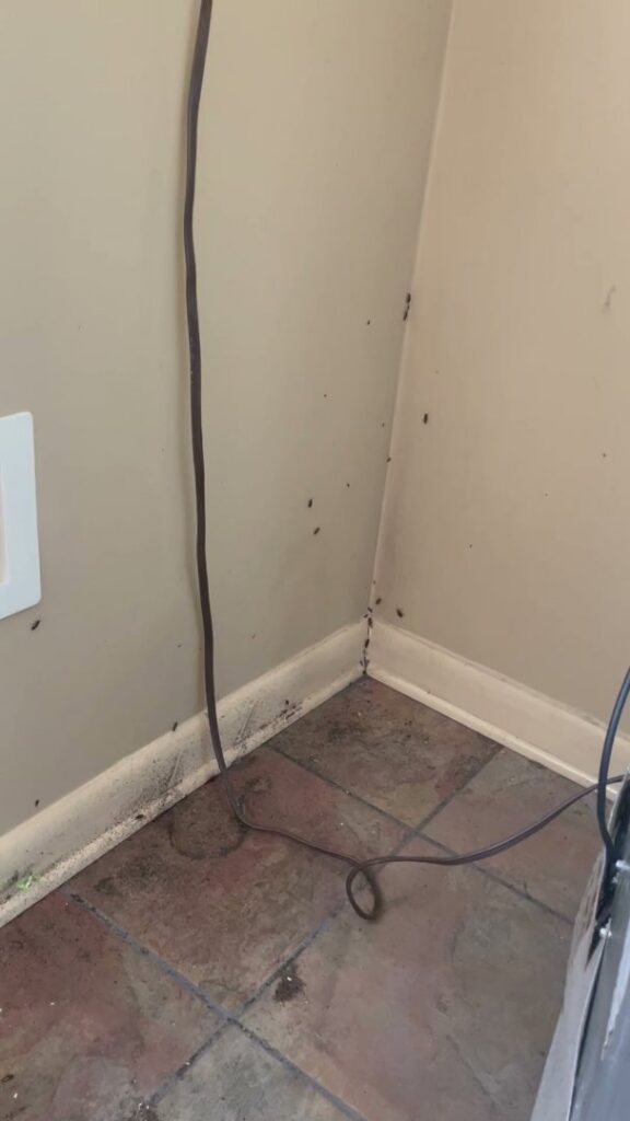 A severe cockroach infestation visible in the corner of a room, addressed by JPC Exterminating, LLC in New Orleans, LA.