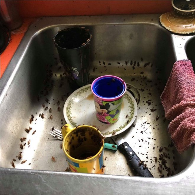 A severe cockroach infestation around a dirty kitchen sink, demonstrating a pest control challenge for Avast Pest Control in Orlando, FL.