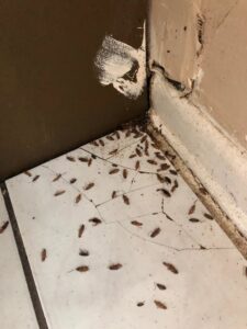 A severe cockroach infestation visible in a floor corner, indicating a pest control need in Orlando, FL.