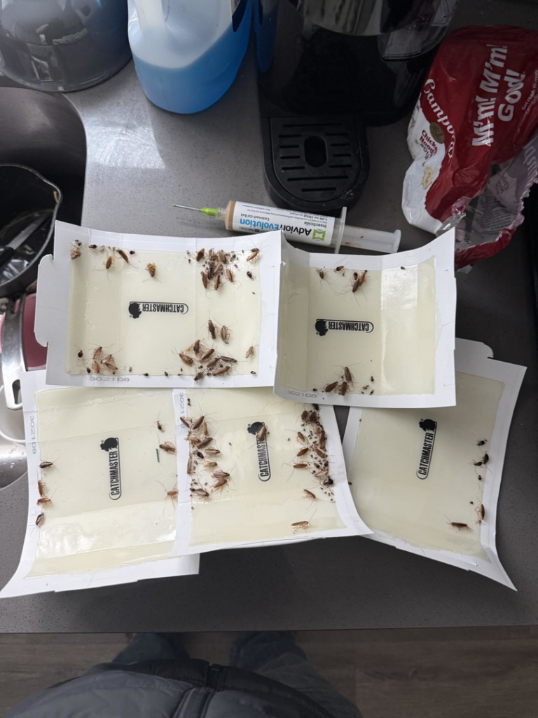 Multiple glue traps filled with cockroaches, demonstrating effective pest control by Carreon Pest Control in Bakersfield, CA.