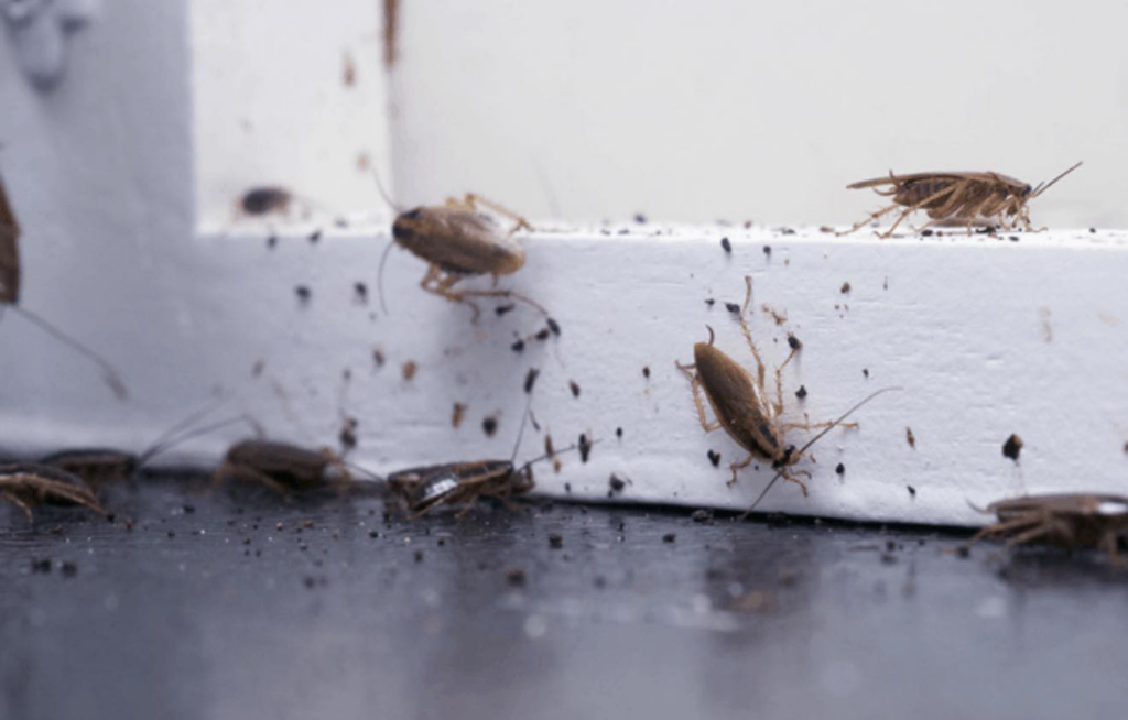 A clear view of a cockroach infestation on a surface, indicating a pest problem for Hoffman Exterminating in Belle Chasse, LA
