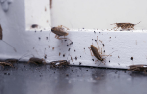 A clear view of a cockroach infestation on a surface, indicating a pest problem for Hoffman Exterminating in Belle Chasse, LA