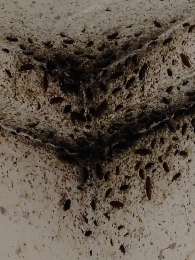 A severe cockroach infestation with many small insects and droppings visible in a corner, a pest problem for Southern Tier Professional Pest Control Inc. in Randolph, NY.