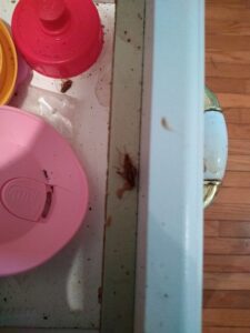 Cockroaches visible on a kitchen counter, indicating an infestation handled by The Bug Guy in Springfield, MO.