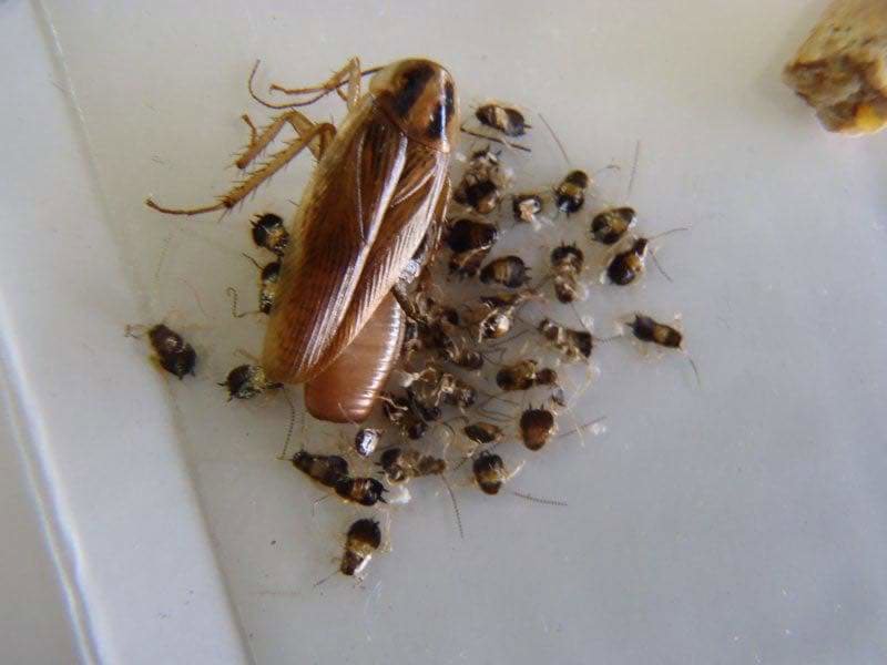 A large cockroach surrounded by many small nymphs, indicating an infestation managed by Mayday Pest Management in Tulsa, OK.