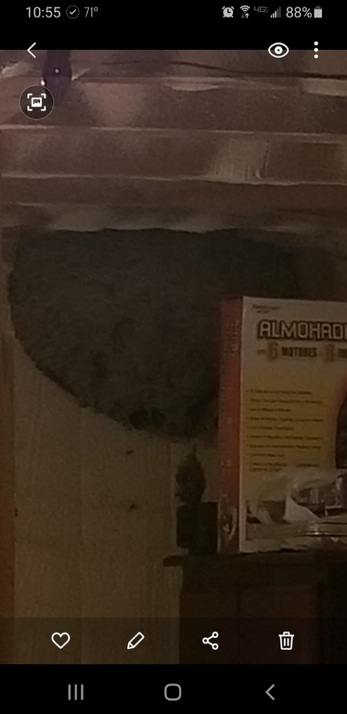 Cockroaches visible in a dark corner, indicating a pest infestation handled by Arab Pest Control in Evansville, IN.