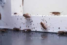 Cockroach infestation with pests and droppings, a common problem for Trinity Pest Management, Inc. in Redan, GA.