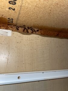A cockroach infestation visible under a cabinet, indicating a need for pest control from Pike Creek Exterminating in Kenosha, WI.