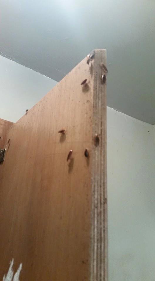 Small cockroaches on a wooden cabinet, showing a pest infestation addressed by Sellers Pest Control in Summerville, SC.