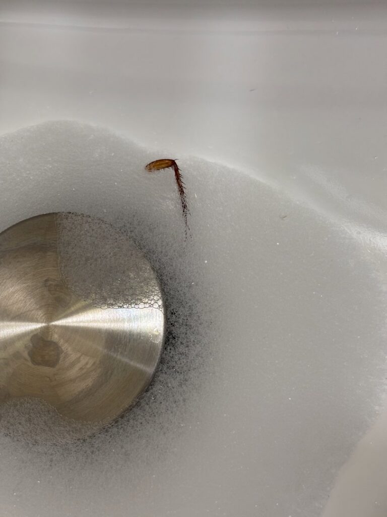 A cockroach leg found in a soapy sink, indicating a pest problem addressed by A-TEX PEST MANAGEMENT INC. in Austin, TX