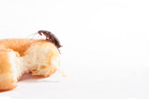 A cockroach on a bitten donut, indicating a pest infestation handled by Franklin Pest Solutions Michigan City in Lafayette, IN.