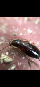 A close-up of a cockroach, representing pest control services offered by Affordable Termite & Pest Control in Bloomington, IN.