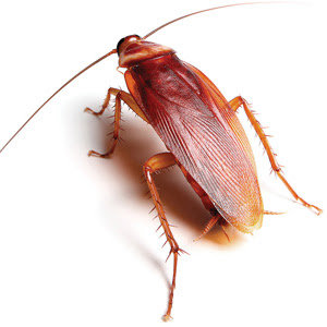 A brown cockroach, a common household pest managed by CMac Pest Control in Charleston, SC.