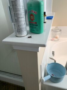 A cockroach visible on a bathroom shelf, highlighting a common pest problem addressed by Port City Pest Control in Summerville, SC.