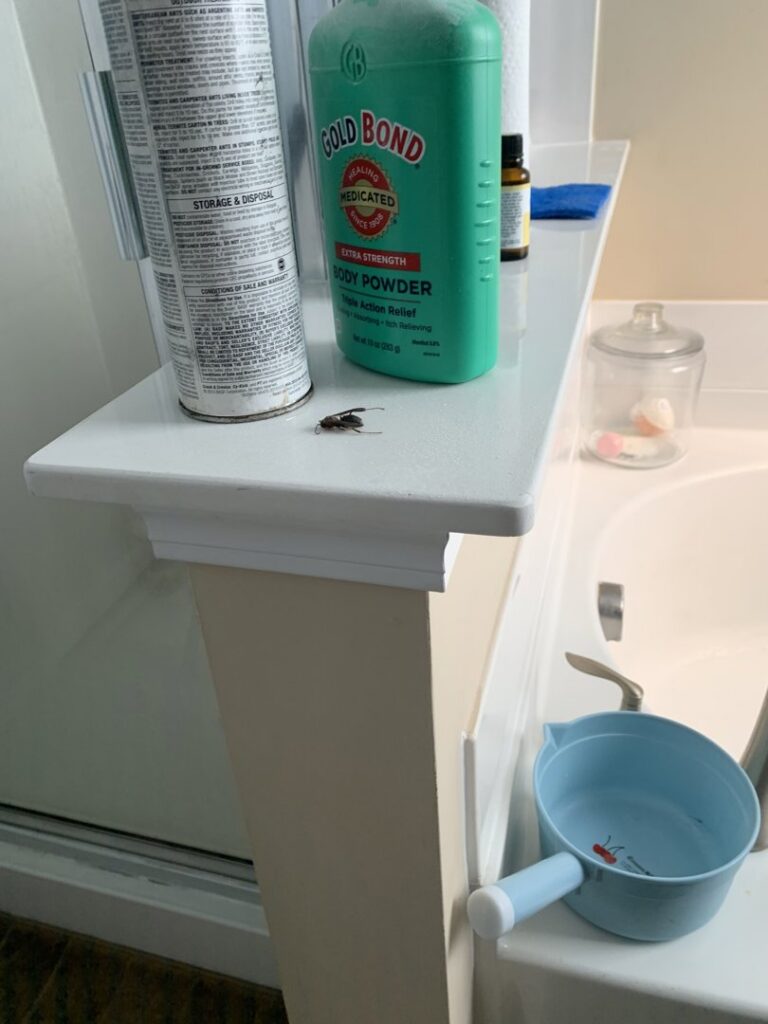 A cockroach visible on a bathroom shelf, highlighting a common pest problem addressed by Port City Pest Control in Summerville, SC.