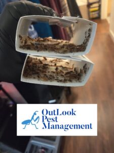 Two sticky traps filled with numerous cockroaches, demonstrating pest activity managed by OutLook Pest Management in Canby, OR.