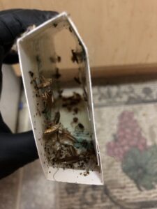 A hand in a black glove holding a cockroach trap filled with pests, demonstrating effective pest control by RoadRunner Pest Management in Albuquerque, NM.