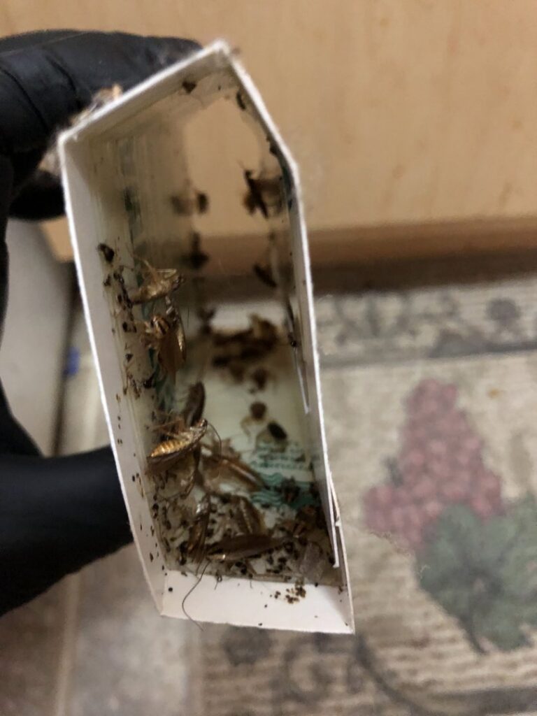 A hand in a black glove holding a cockroach trap filled with pests, demonstrating effective pest control by RoadRunner Pest Management in Albuquerque, NM.