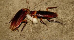 A cockroach carrying an egg case, illustrating pest identification and control needs for Avast Pest Control in Orlando, FL.